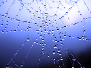 Wall Mural - close up of a spider web with dew drops
