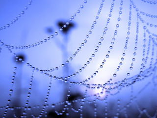 Wall Mural - close up of a spider web with dew drops