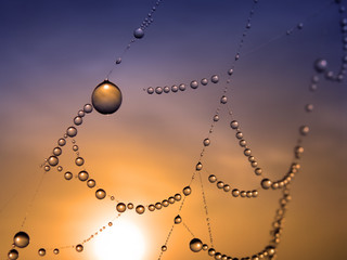 Wall Mural - close up of a spider web with dew drops