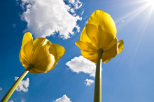 Two Yellow Tulips On Blue Sky With Clouds And Sun Rays