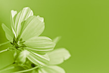 Green Flower - Environmental Conservation