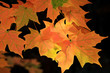 Yellow-red maple leaves on black background