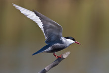 Pirched Whiskered Tern With Wings Facing Backwards