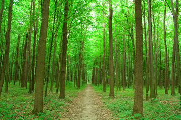  green nature. forest in summer