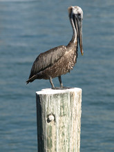 Pelican On A Piling 028