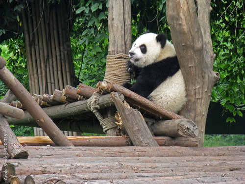 Board z aluminiowym obramowaniem China sichuan giant panda 05