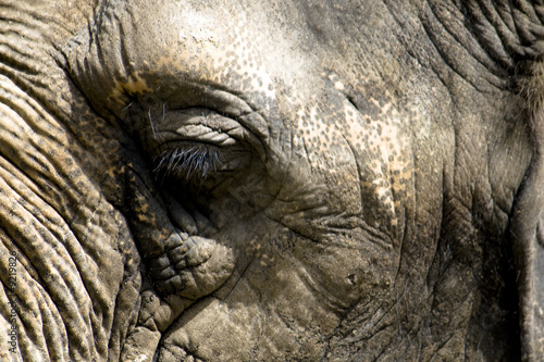 Elefantenauge – kaufen Sie dieses Foto und finden Sie ähnliche Bilder