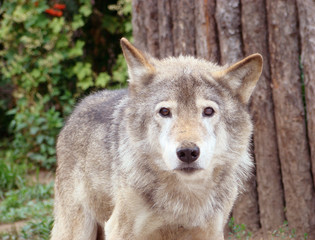 ordinary or grey wolf canis lupus