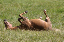 Brown Horse Rolling Around On The Ground