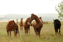 .Herd Of Horse On A Pasture.