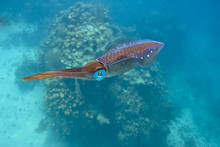 Caribbean Reef Squid (sepioteuthis Sepioidea)
