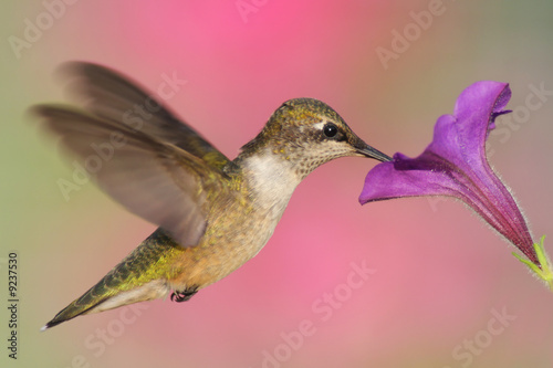 Plakat na papierze fotorealistycznym Rubinowy koliber (archilochus colubris)