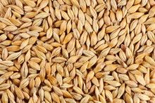 Barleycorn Seeds Close-up Background Texture