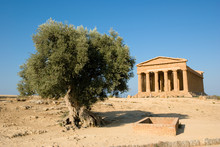 Doric Temple Of Concordia In Agrigento With Olive Tree
