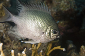 Wall Mural - pale damselfish (amblyglyphidodon indicus)