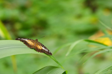 Wall Mural - single butterfly at rest on lush green vegetation