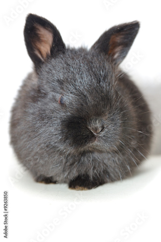 small black rabbit