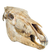 Skull Of A Horse On A White Background