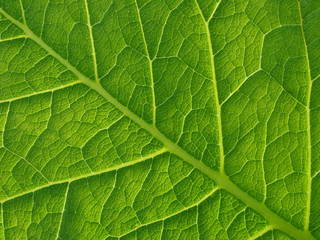 green leaf