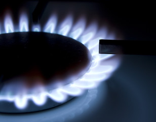 Wall Mural - bluish flames of a gas stove burner