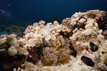 Red sea anemonefish (Amphipiron bicinctus) and bubble anemone