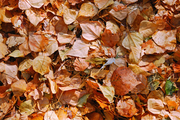 Wall Mural - dry autumn leaves close up as a background