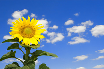 Wall Mural - amazing sunflower and blue sky background