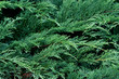 Microbiota decussata - Cypress