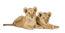 Lion Cub (4 Months) In Front Of A White Background