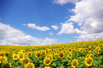 Wall Mural - sunflower field over  blue sky