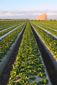 Fototapete - A field of Strawberries in southern California.