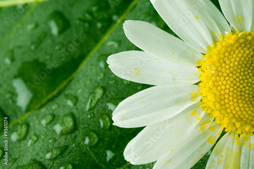 Naklejka na kafelki Camomile and leaves and drop