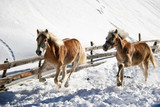 Fototapeta Konie - Pferde im Schnee