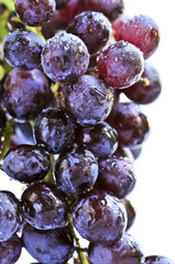 Wall Mural - Cluster of red grapes close upi on white background