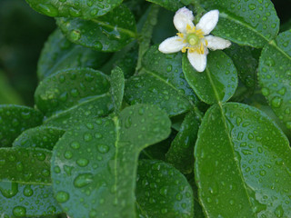 Wall Mural - fleur de citrus hystrix