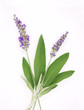Lavendel und Salbei - Kräuter der Provence