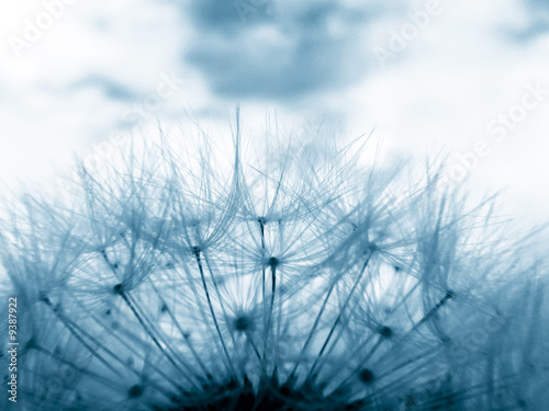Obraz na płótnie canvas Niebieski stonowanych obraz dandelion zegar na łące