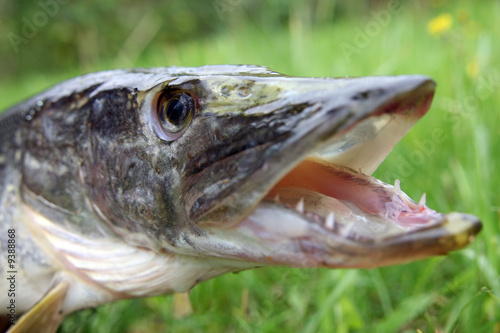 Fischmaul – kaufen Sie dieses Foto und finden Sie ähnliche Bilder auf