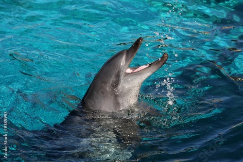 Board z aluminiowym obramowaniem Zabawny bottlenose delfin plusk wody i otwarte usta