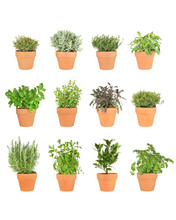 Twelve Herbs In Pots
