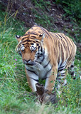 Fototapeta Zwierzęta - Siberian tiger in Zurich Zoo
