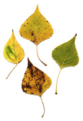 Wall Mural - autumn poplar yellow leaves
