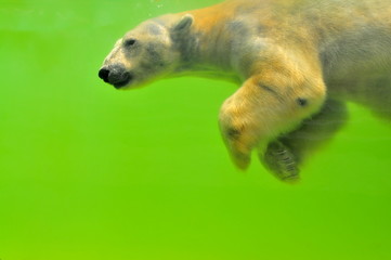 polar bear in water in aquarium