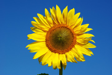 Wall Mural - sunflower