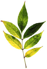 Wall Mural - autumn leaf on white background