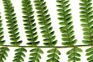 Wall Mural - fern isolated on white background