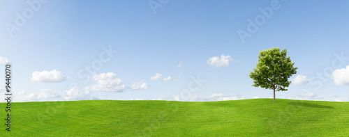 panorama-of-a-maple-tree-on-a-meadow-against-a-blue-sky