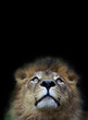 Löwe schaut nach oben