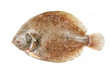 Brill flatfish isolated on a white background