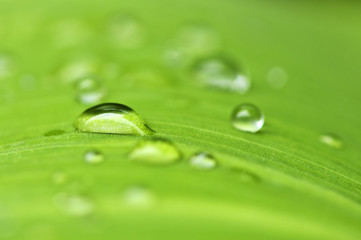 Wall Mural - Natural background of green plant leaf with raindrops